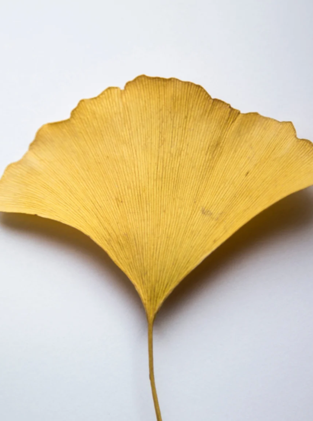 Antioxidant Ginkgo Gel Booster